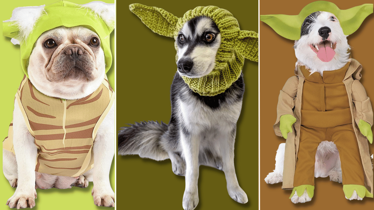 Four Yoda Dog Costume Picks That'll Make Your Pup Look OutOfThis
