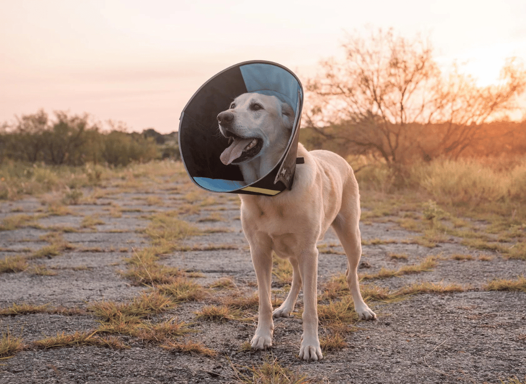 How To Calm A Hyperactive Dog Best Calmer Collar For Dogs