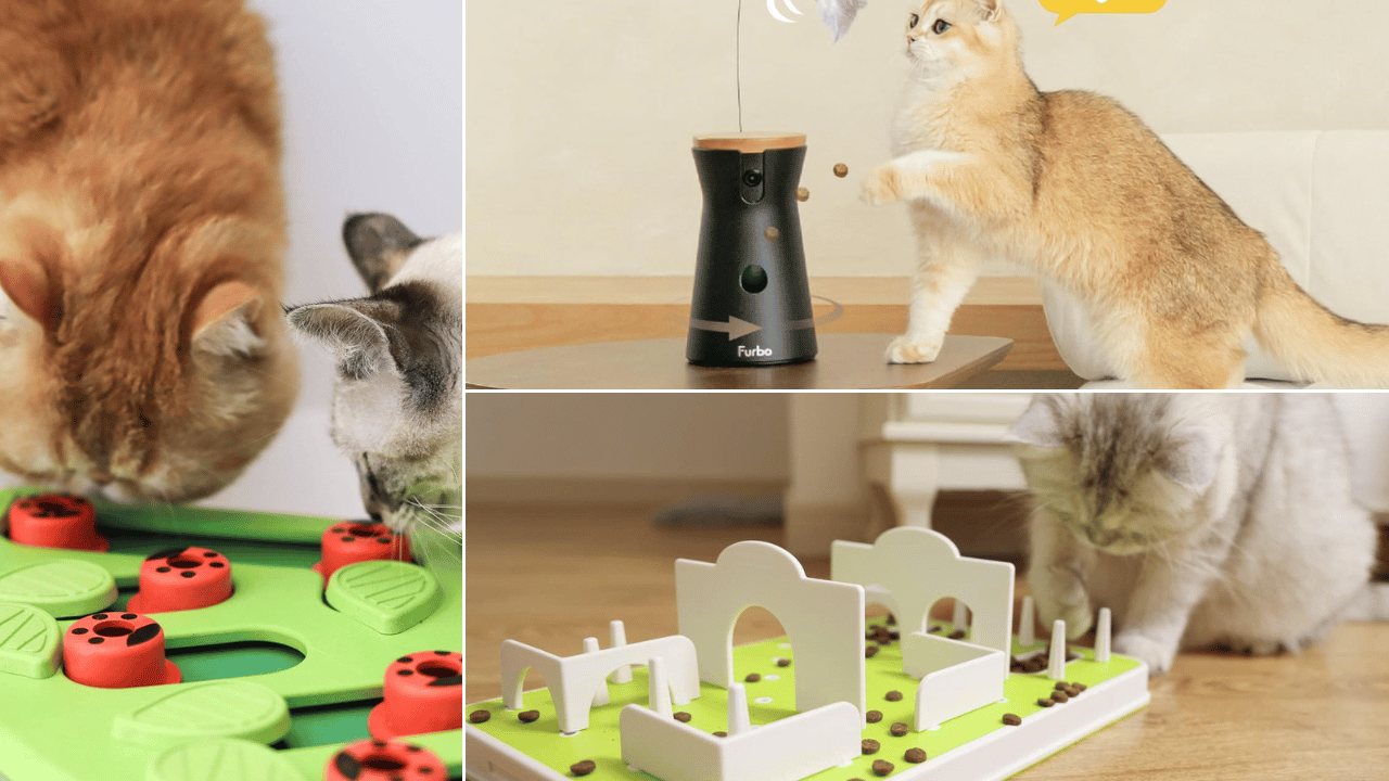 3 Purr-fect Cat Spring Toy Picks for Springy Cat Fun!