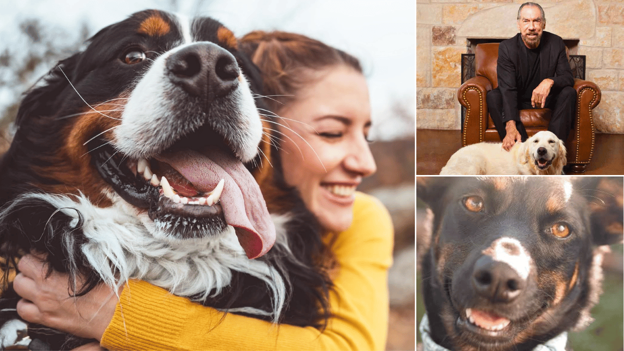 7 Amazing Dog Detangler Spray Finds Your Pup Will Love