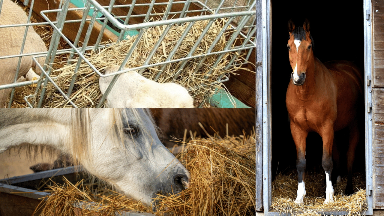 đ´ 5 Essential Hay Feeders for Horses That Every Modern Horse Owner Needs