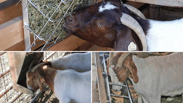 Goat Feeders