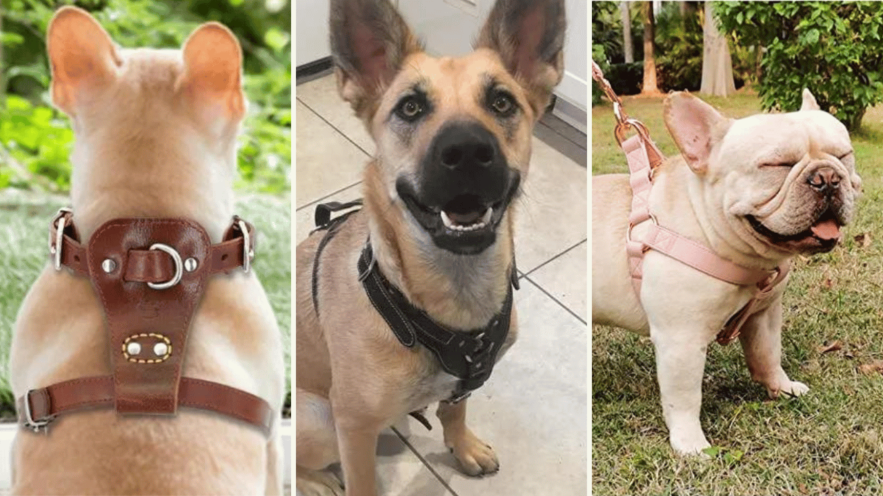 Leather Dog Harness