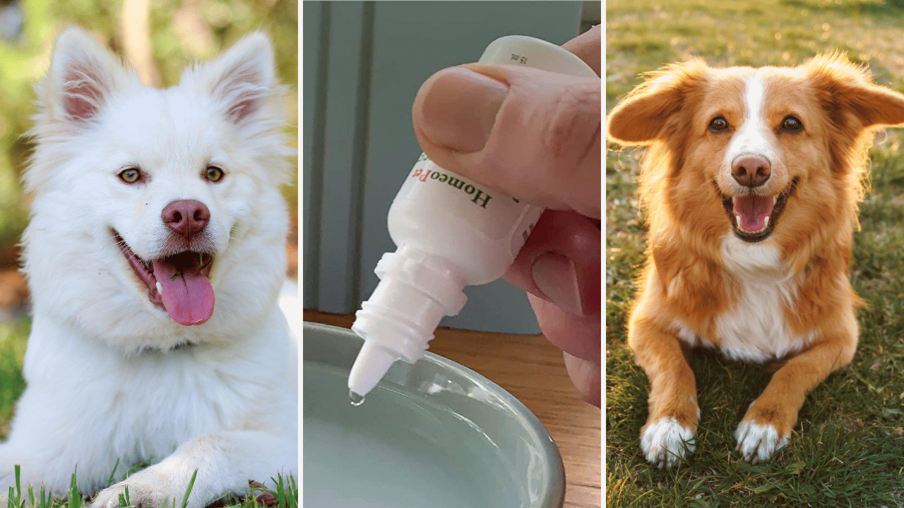 cough tabs for dogs