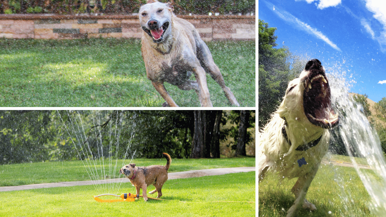 dog sprinkler