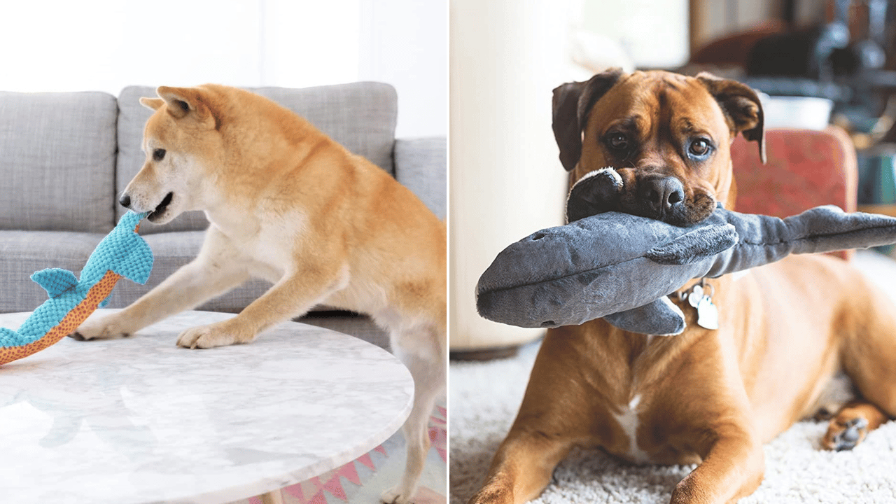 shark dog toy