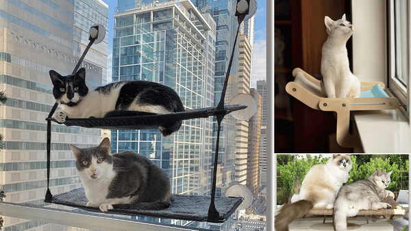 Cat Window Box