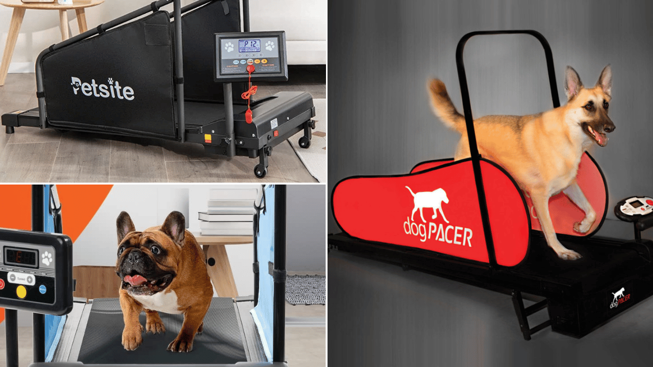 Dog Treadmill