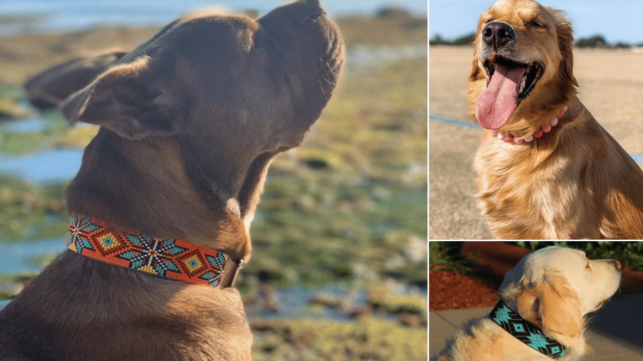 Beaded Dog Collar