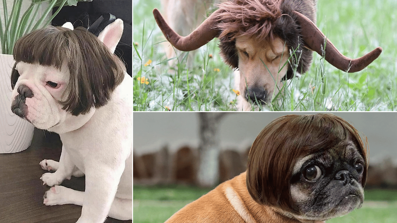 dog wigs