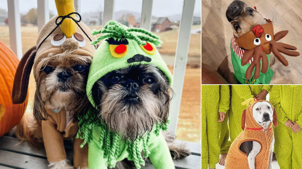 grinch dog costume