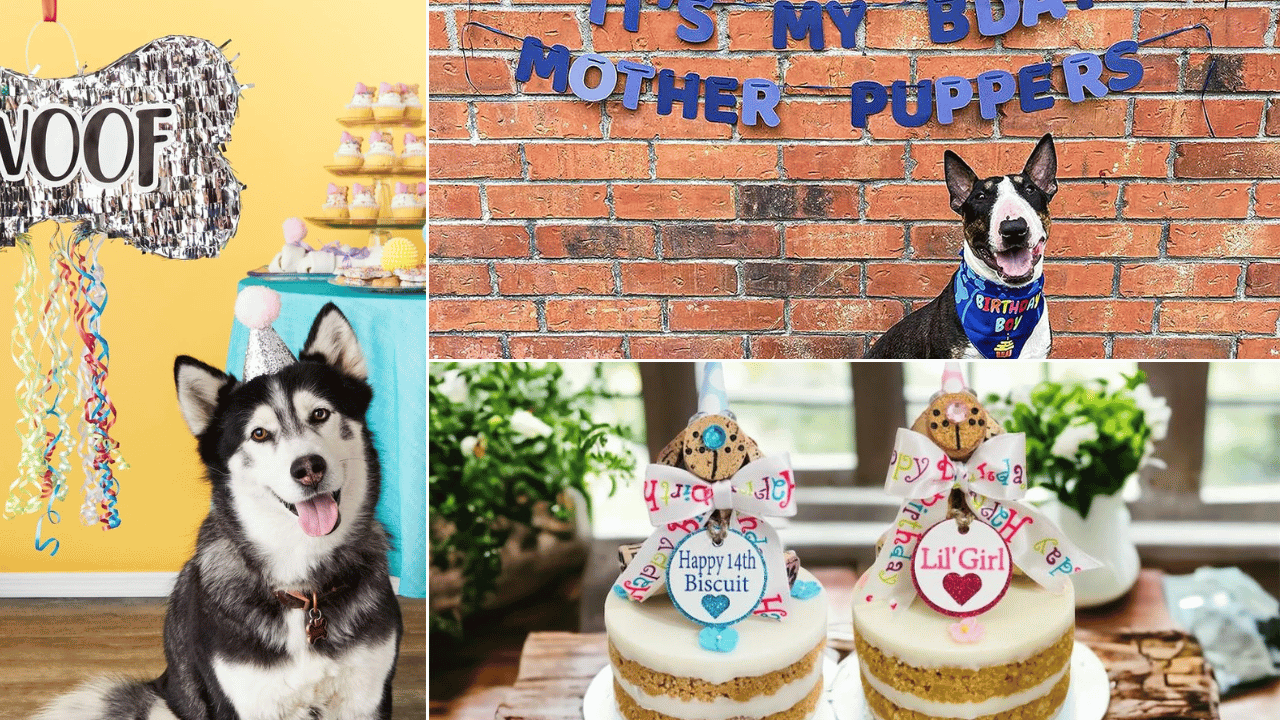 Dog Birthday Party