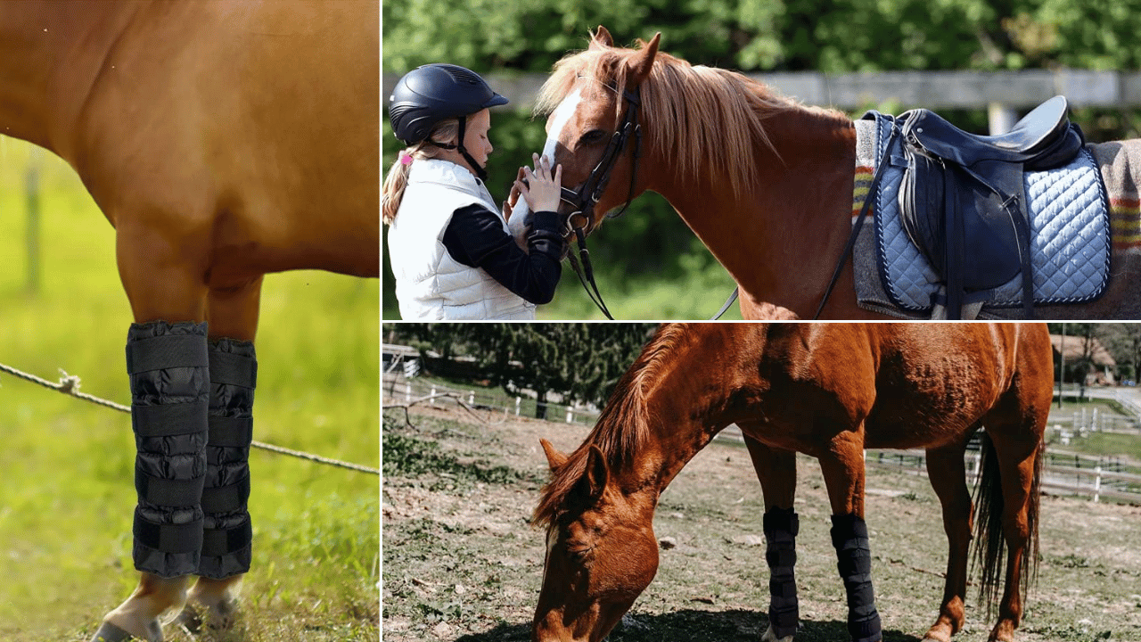 Ice Boots for Horses