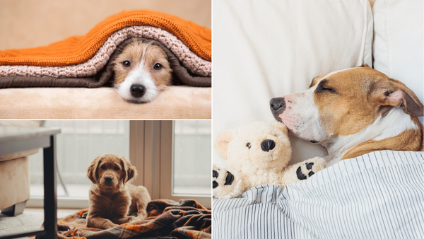 Weighted Blankets for Dogs