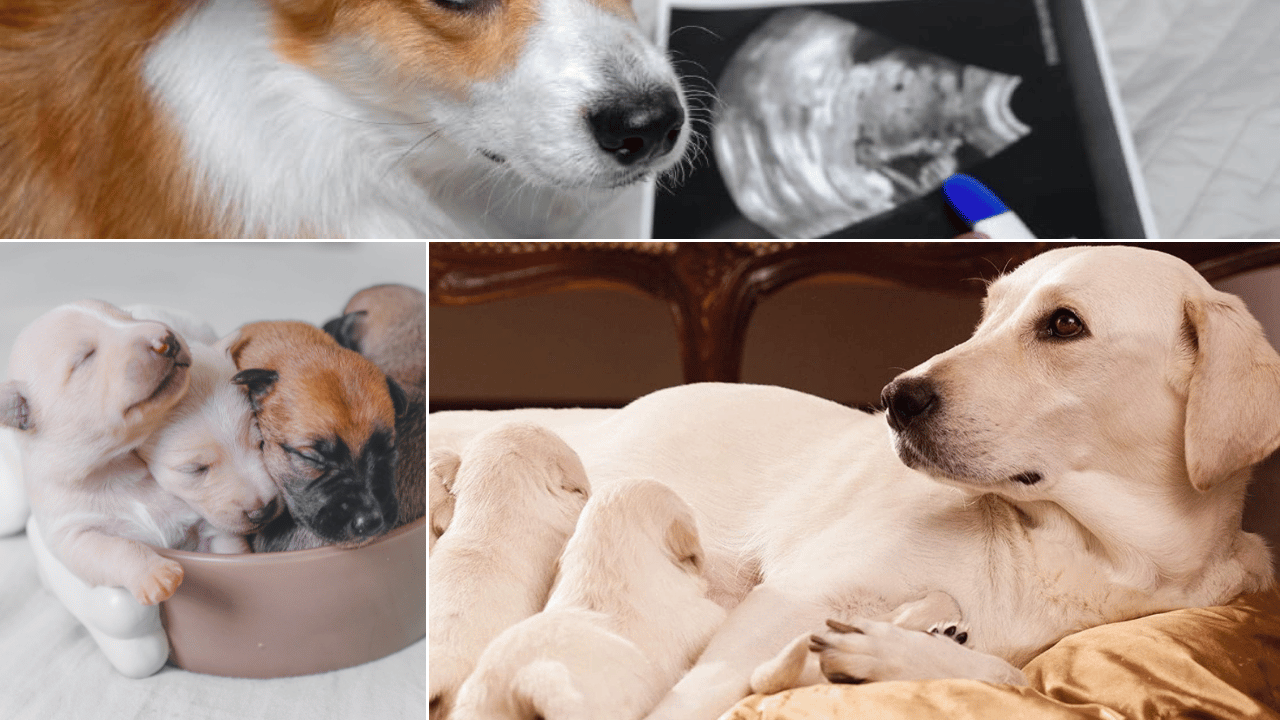 Prenatal Vitamins for Dogs