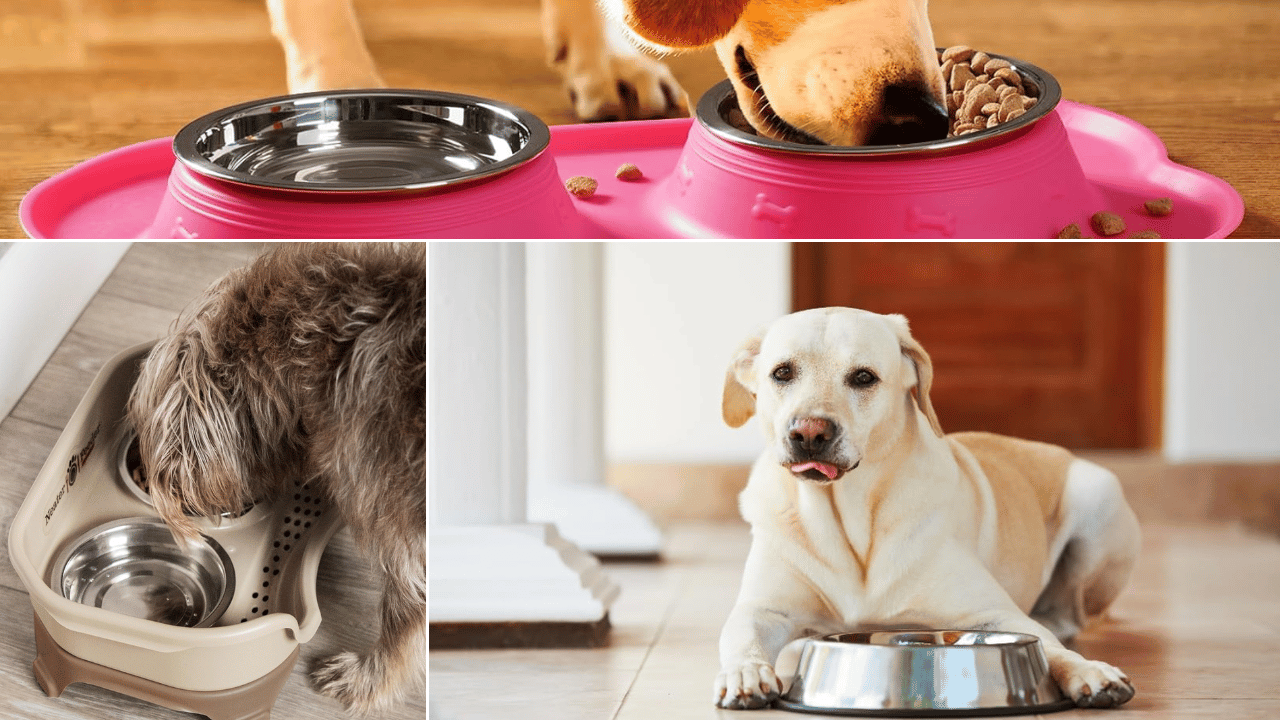 Spill-Proof Dog Bowl