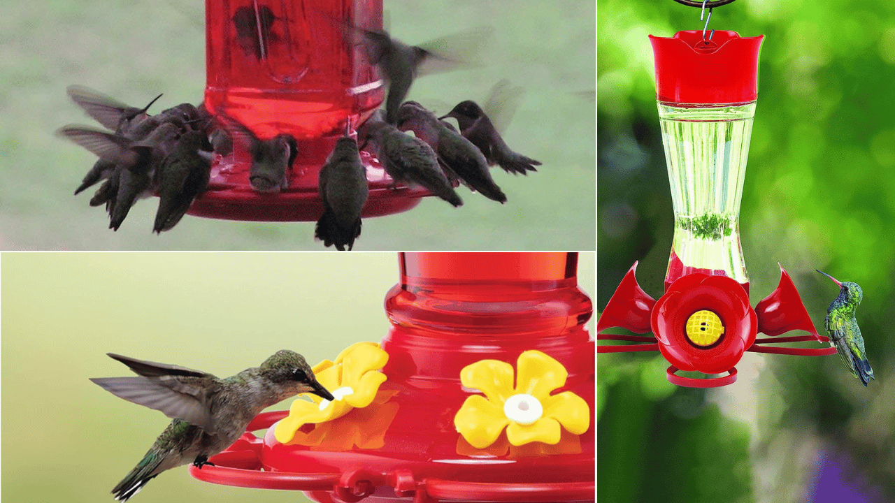 Best Hummingbird Feeders