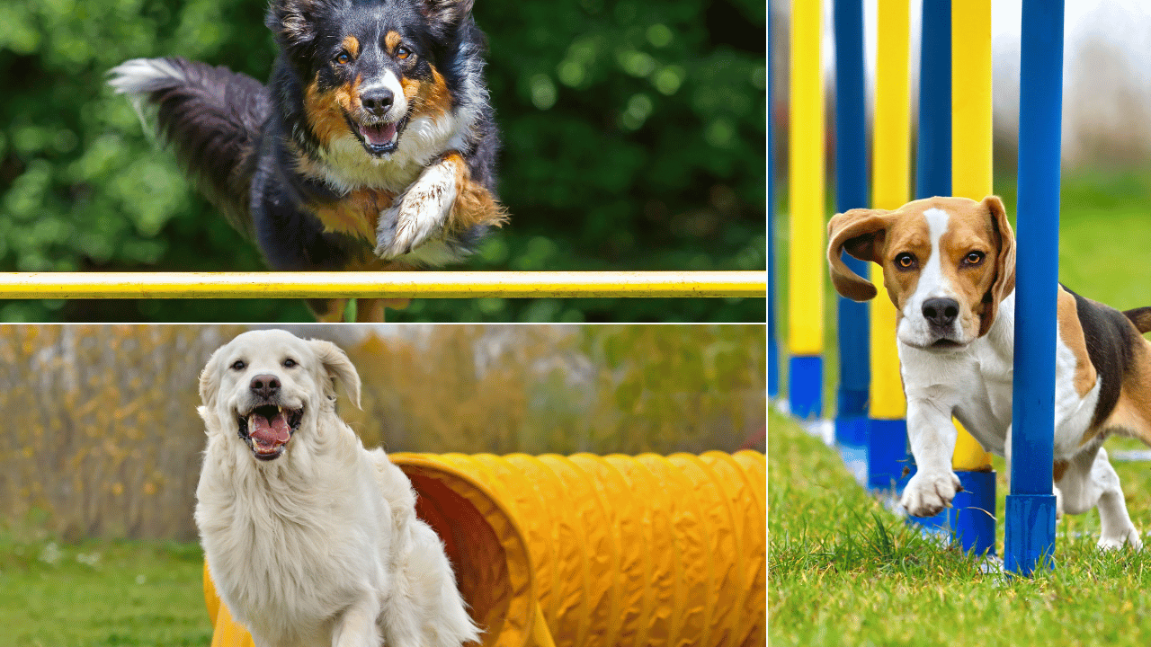 Dog Agility Equipment