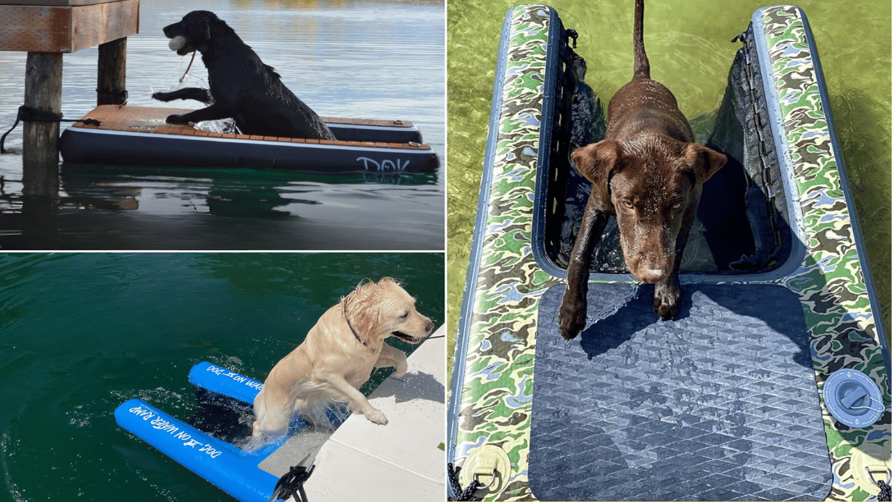 Dog Ramp for a Pool
