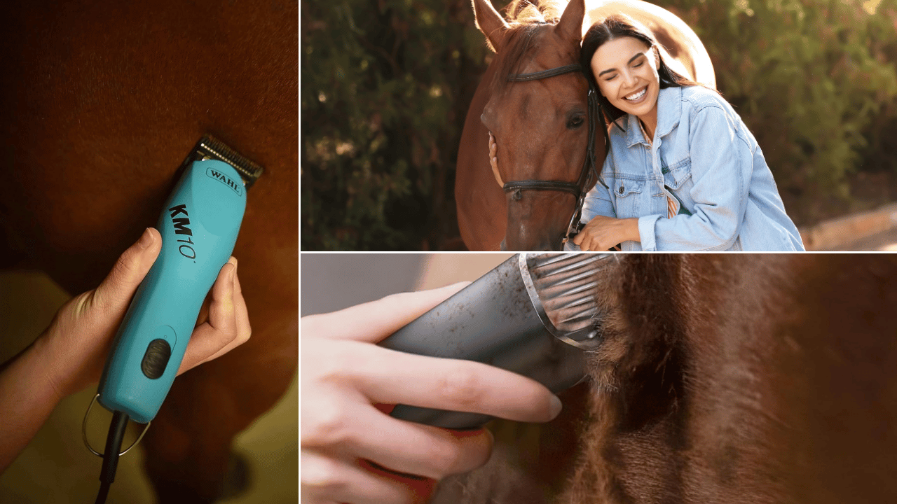 horse clippers