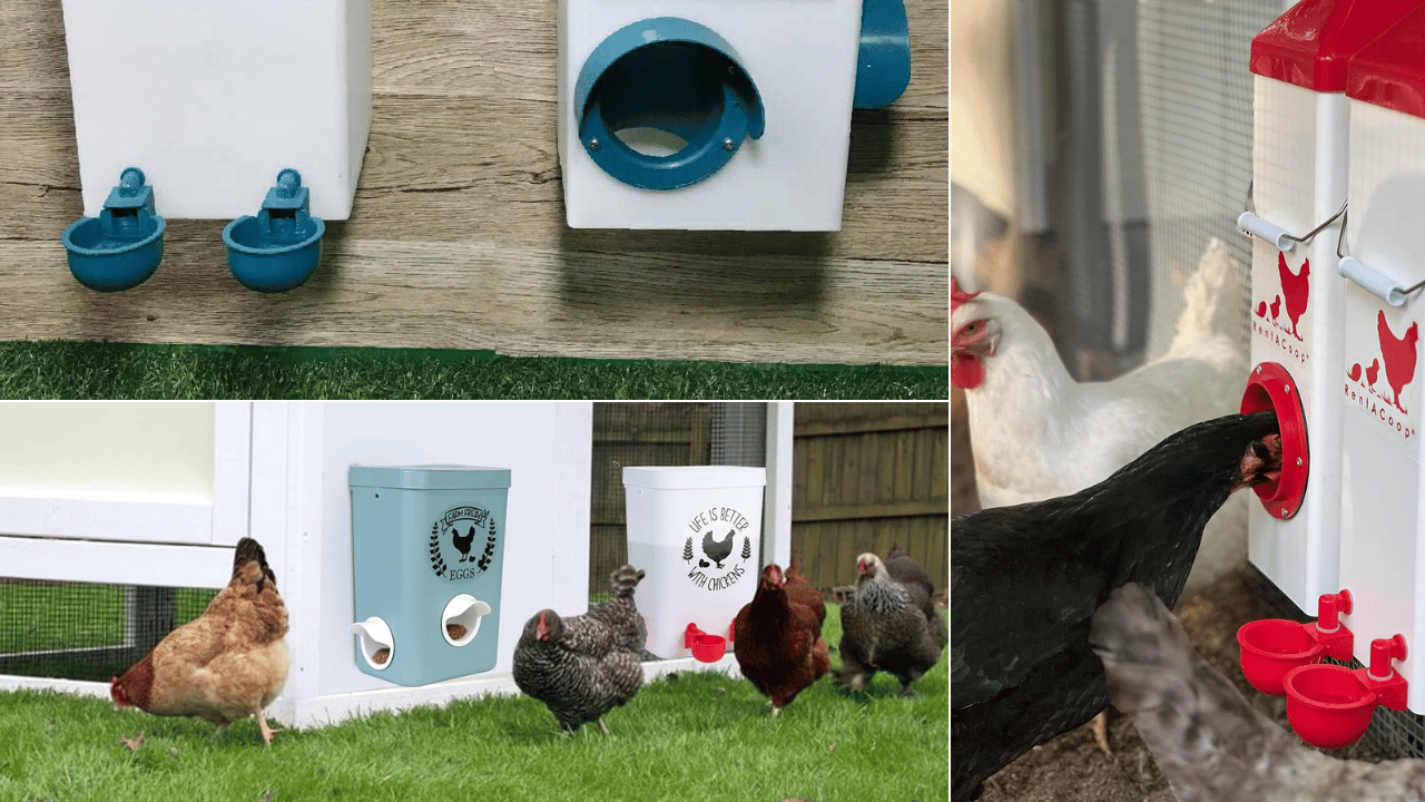 Chicken Feeders and Waterers