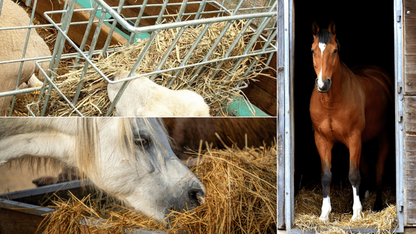 Hay Feeders for Horses