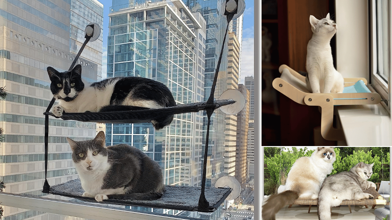 Cat Window Box